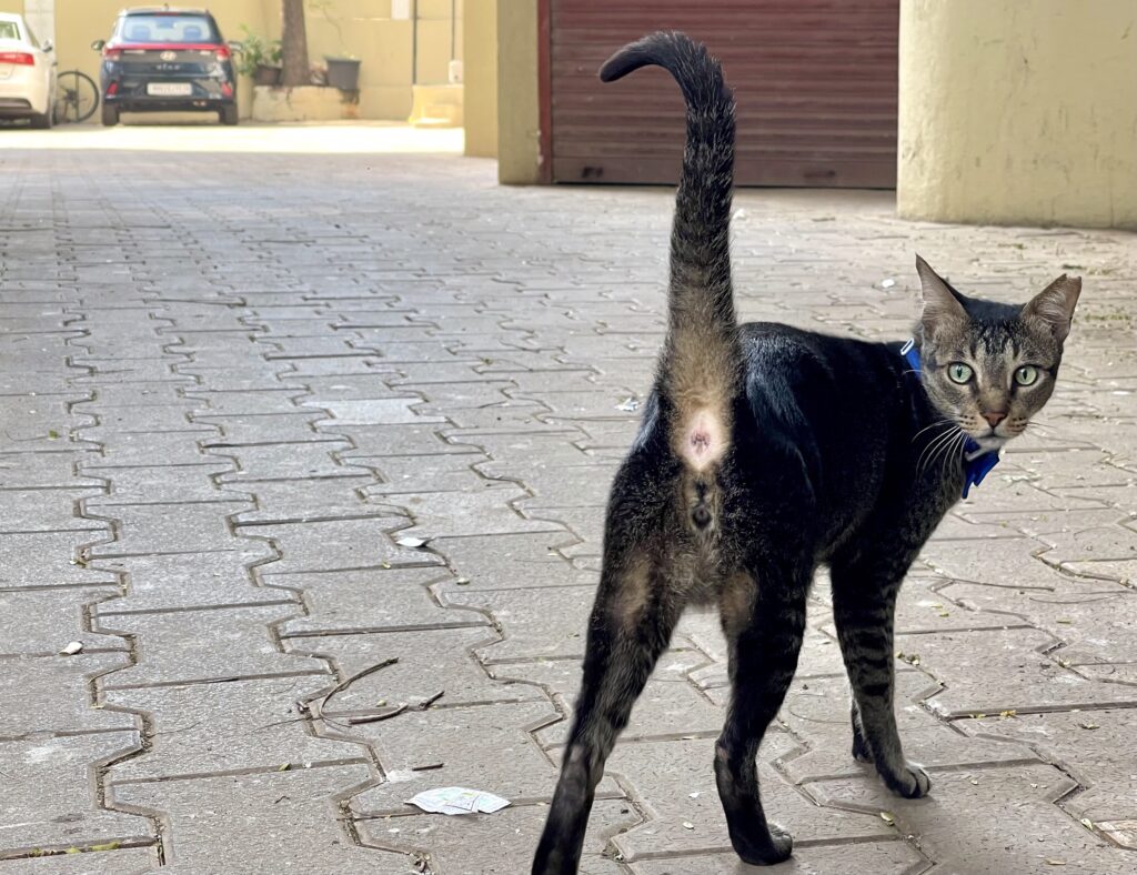 A gray cat with a blue collar in the entryway to a gated community. A shuttered door and two parked cars can be seen in the background.