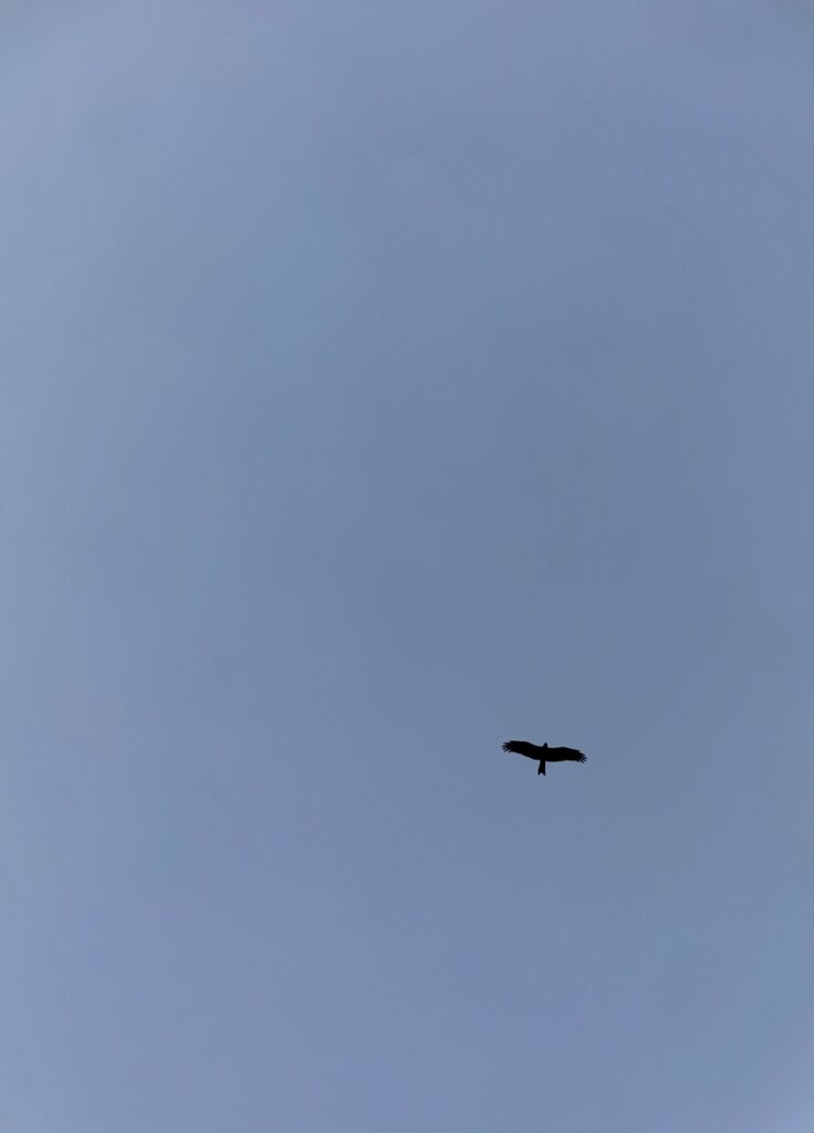 A black kite captured in flight, with its wings fully expanded, against a blue sky.